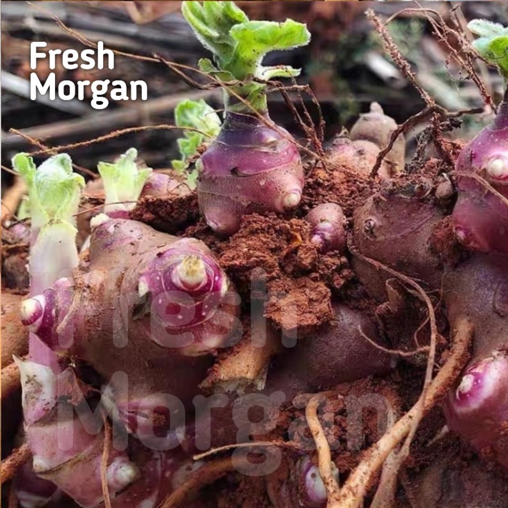 1 Bibit Ubi Yakon/Rimpang Yakon Fress Asli Wonosobo