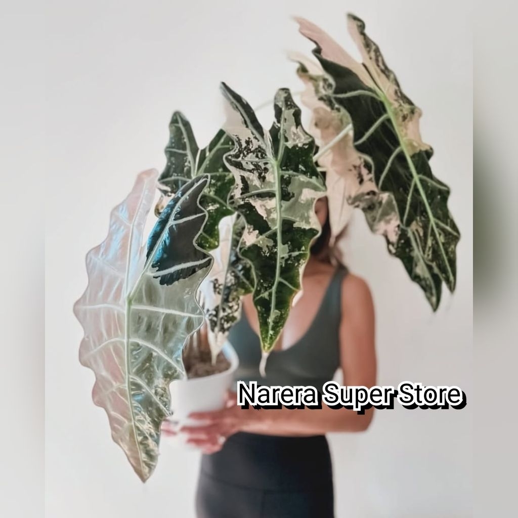 Tanaman Hias Alocasia Amazonica Variegated Variegata Varigata Pink Allocasia Alokasia Amazon Real Pi