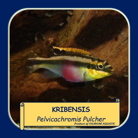 IKAN HIAS AIR TAWAR - KRIBENSIS CICHLID / RAINBOW RIBENSIS / DWARF CICHLID (IKAN AQUASCAPE)