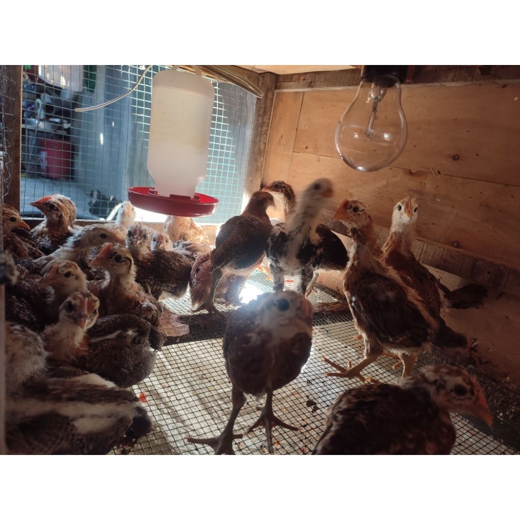 jual ayam kampung Elba , kub dan golden , umur 1 bulan , sudah vaksin