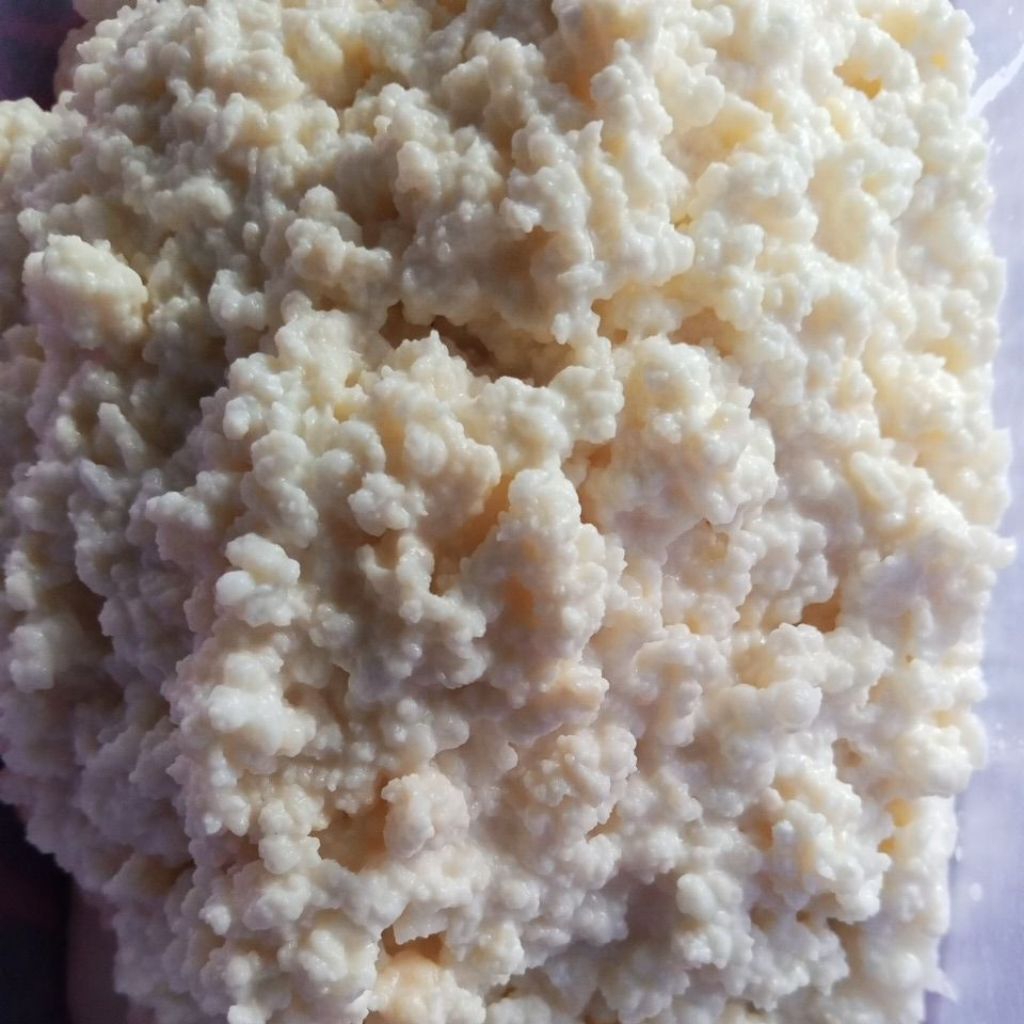 Bibit kefir grain