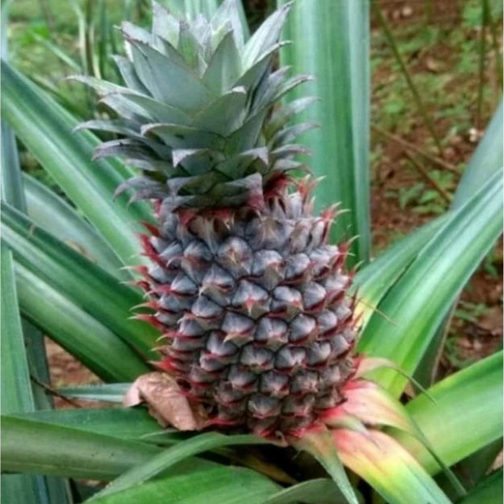 Nanas muda 1 Buah, nanas muda berkhasiat