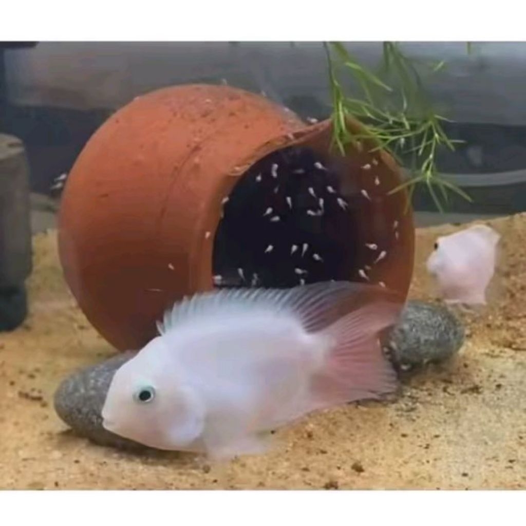 Sepasang Indukan Platinum Polar Parrot