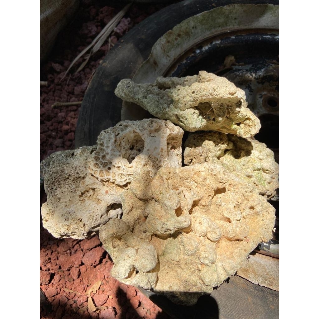 KARANG LAUT UNTUK AQUARIUM