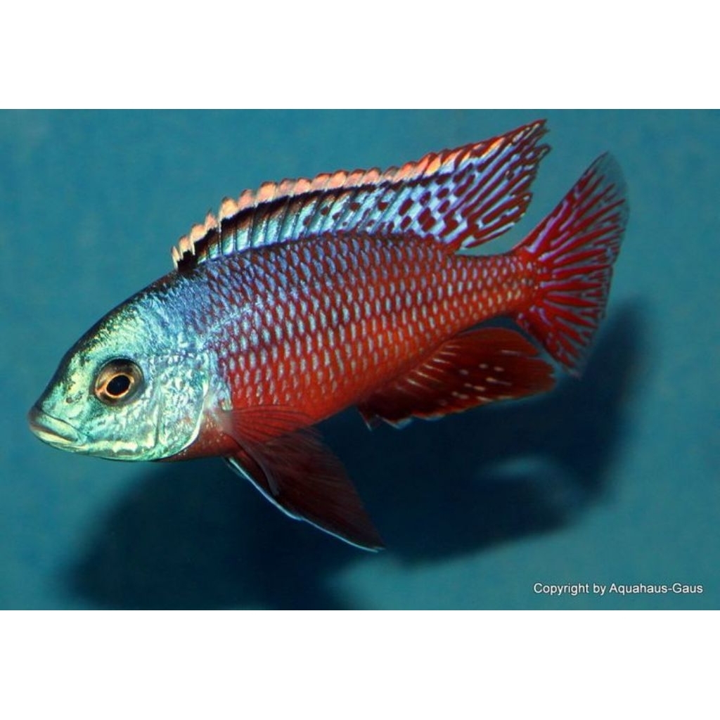 RED EMPRES | RED EMPRES CICHLID | CICHLID AFRIKA