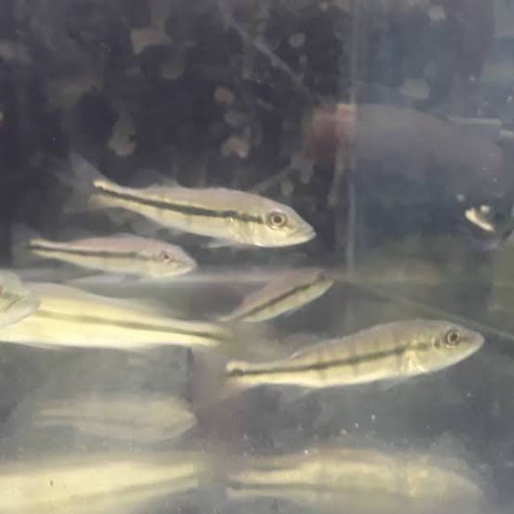 kebutuhan hiasan pbass pinima pure