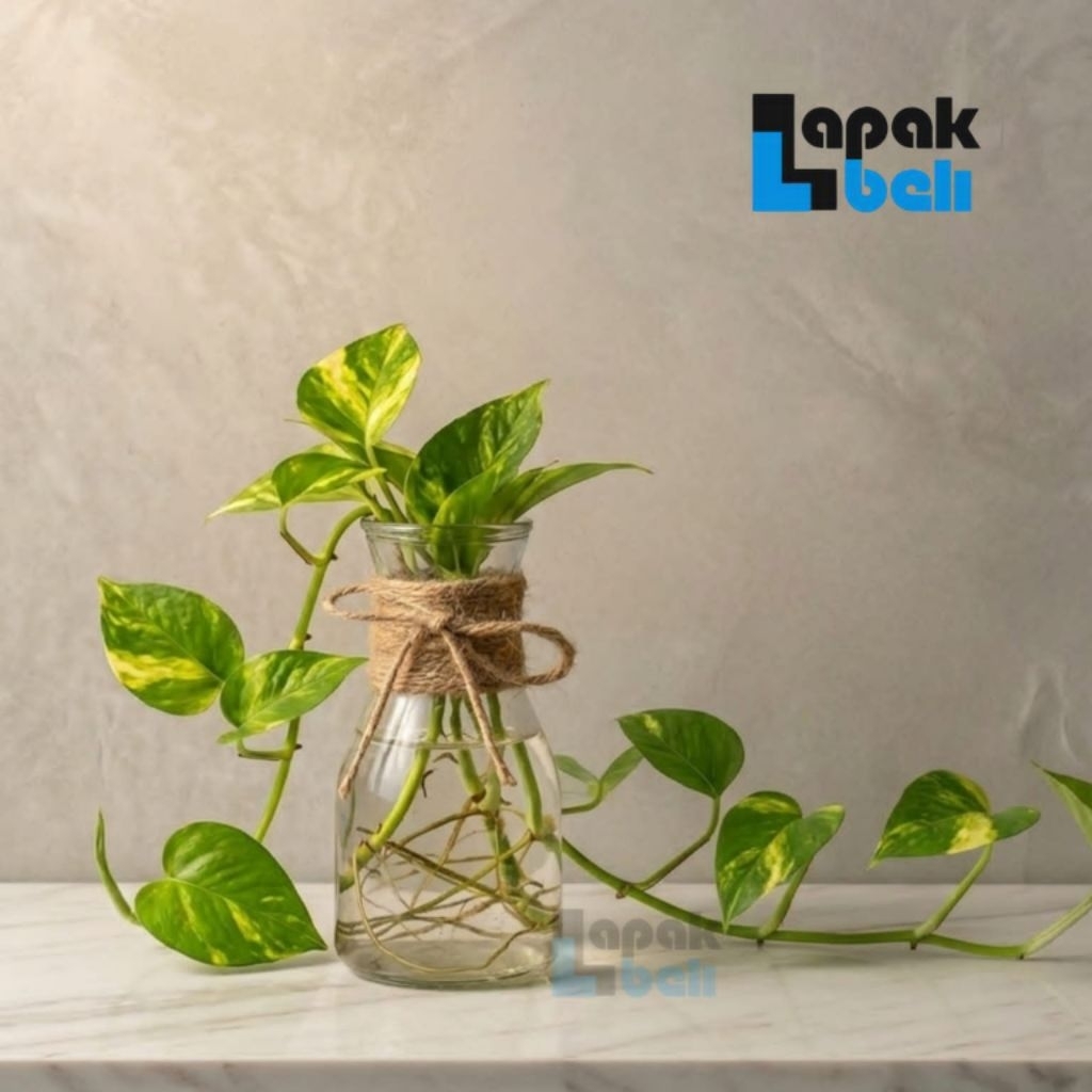 Vas Bunga Kaca / Vas Bunga Karaf / Vas Bunga Bening / Pot Tanaman Artifisial Hidroponik Estetik