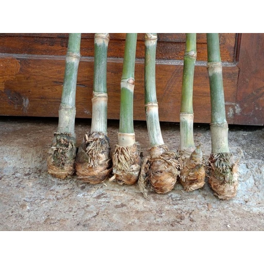 tanaman bambu super petung