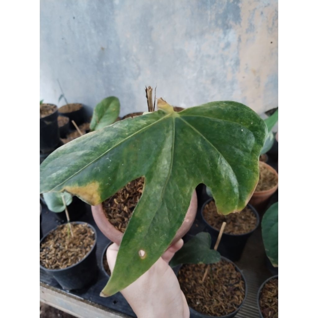 anthurium jari varigata bonggol sudah tunas