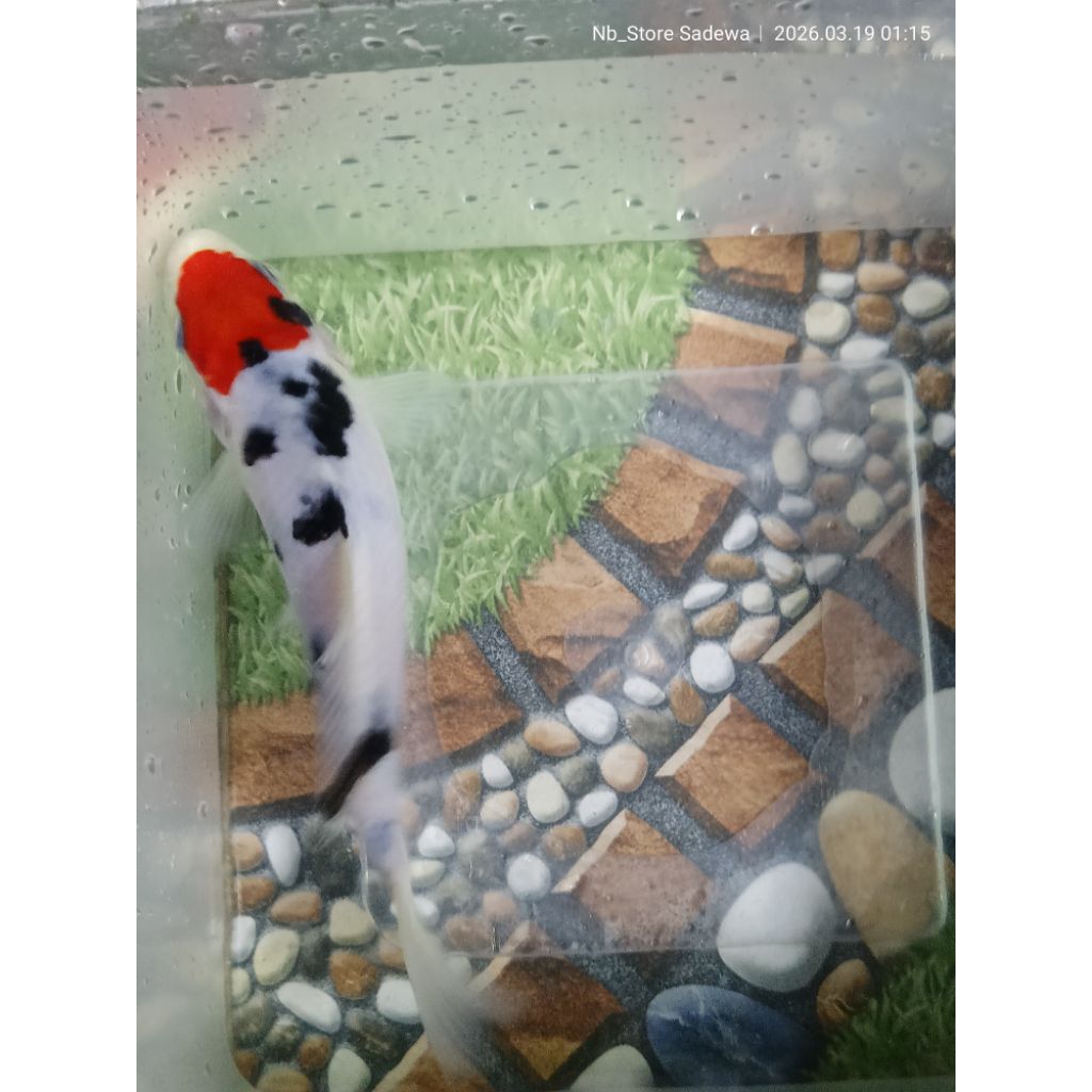 KOI TANCHO BLITAR SIZE 17CM