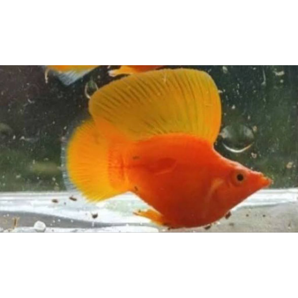 ikan hias jenis Molly balon Sunkist / full orange ukuran M