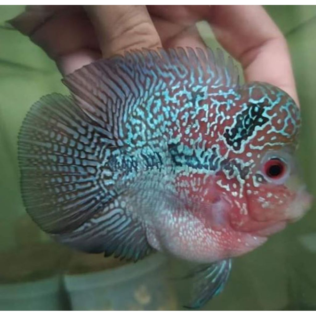 BURAYAK LOUHAN CENCU SHORT BODY/BONSAI