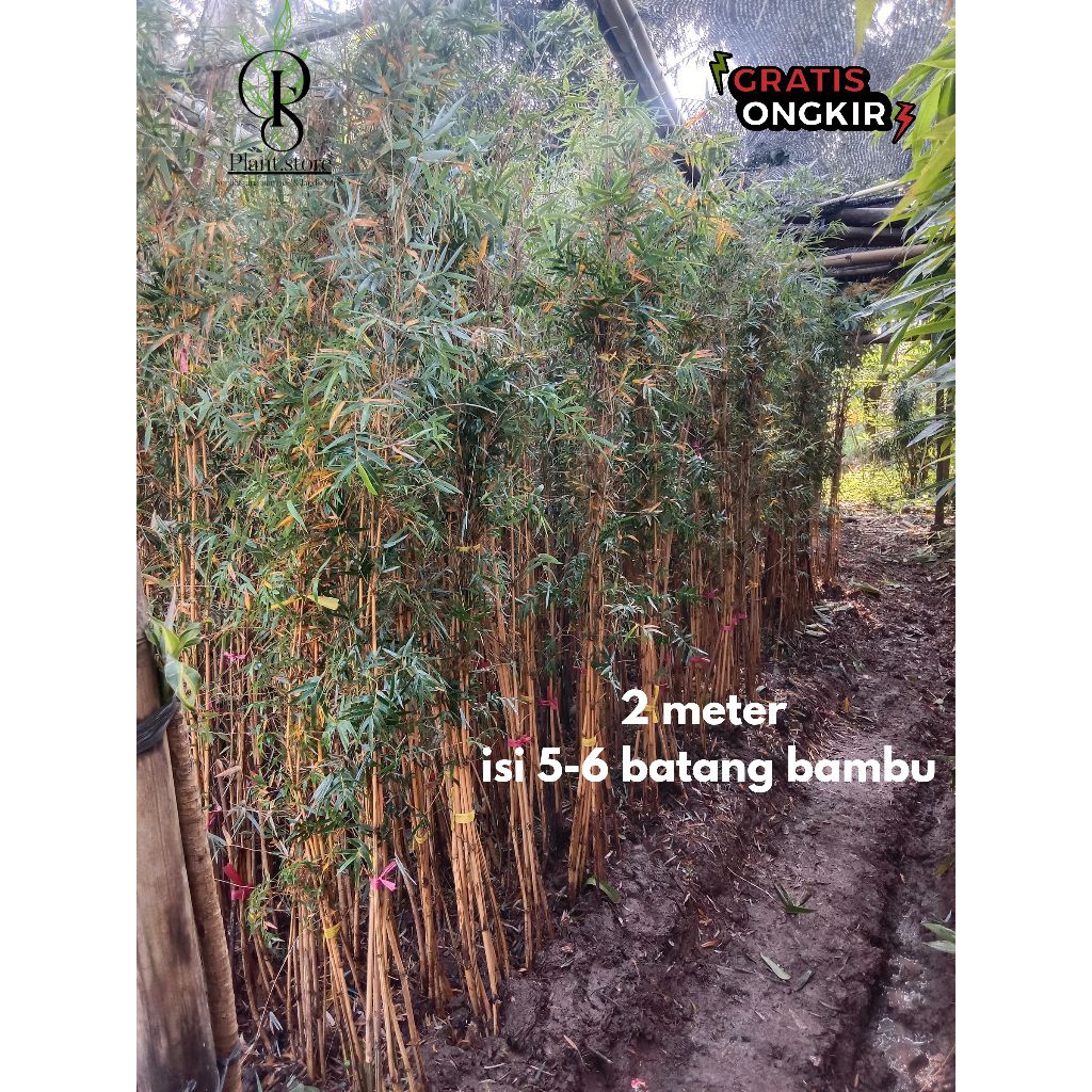 pohon bambu klisik kuning - tanaman pagar bambu