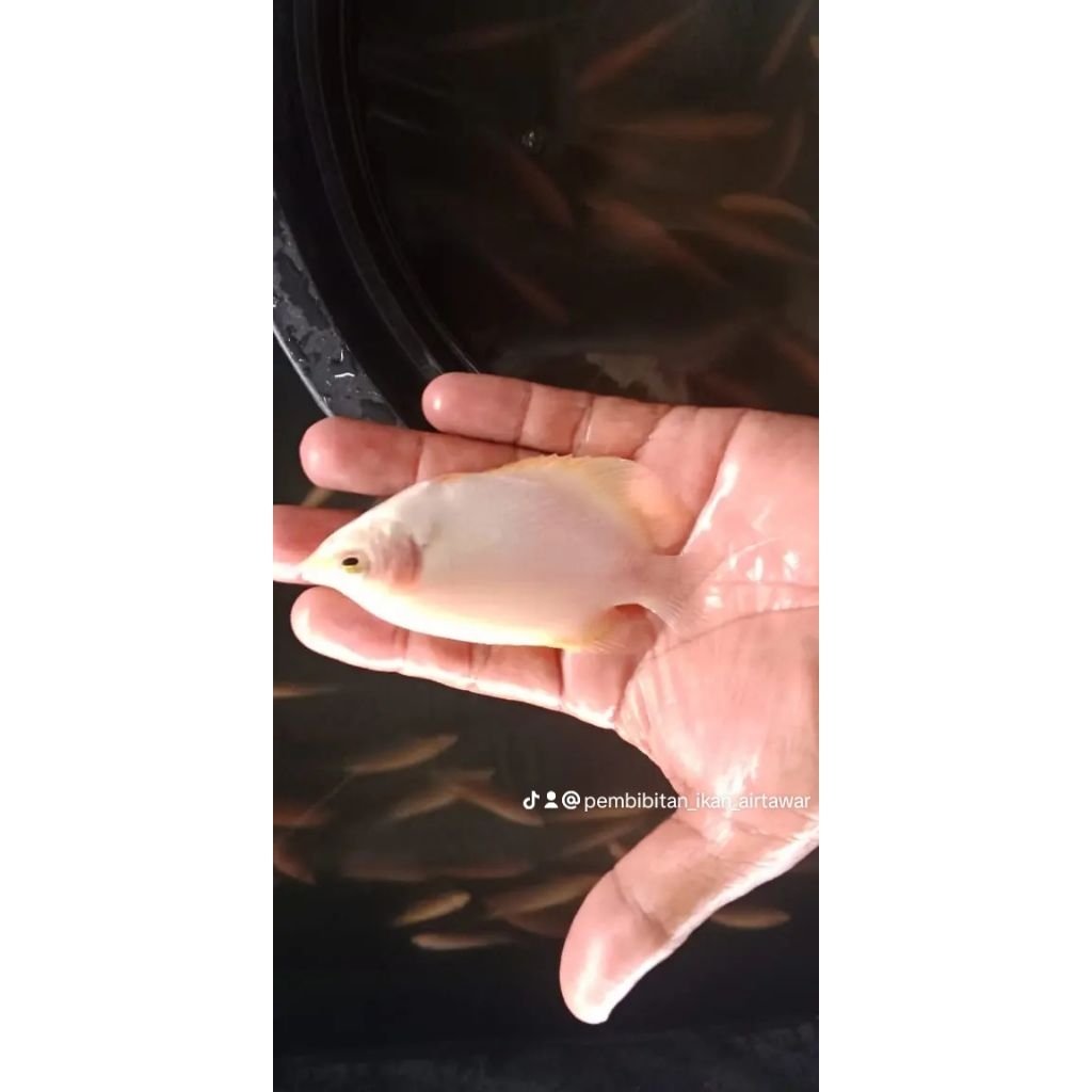 bibit gurame Padang/merah(harga paketan)khusus pengiriman instan cod.