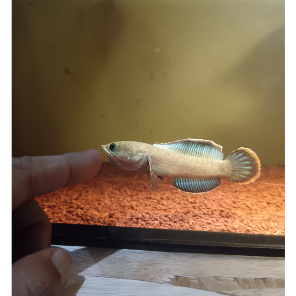 Ikan Predator Channa Blue Bengal 10-11 cm, Flaring Stabil Joss