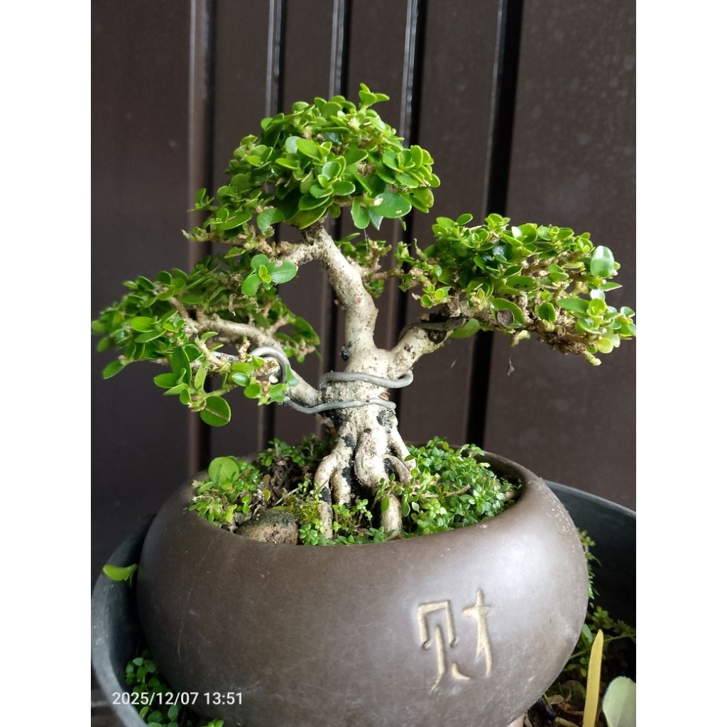 bonsai Sancang mame