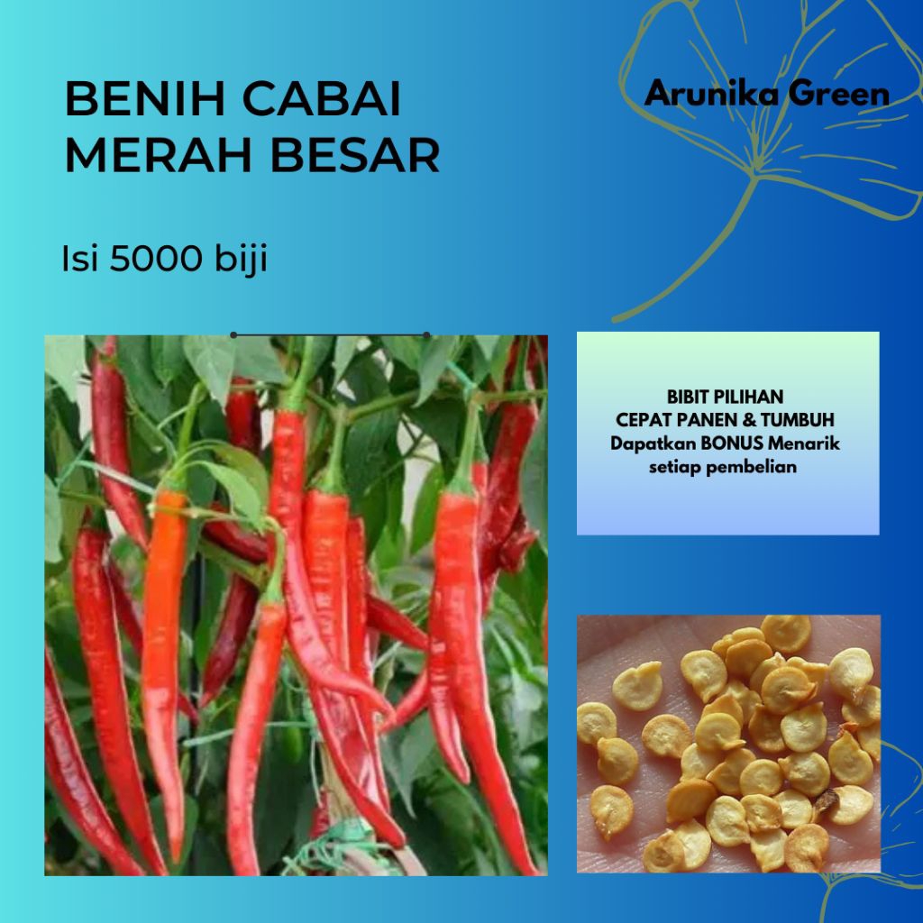 5000 Biji Benih Cabe Merah Besar - Tahan Penyakit, Kemurnian Tinggi, Daya Tumbuh Baik
