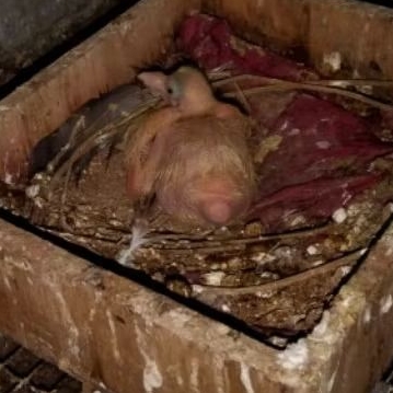 lolohan burung dara kipas merpati hias