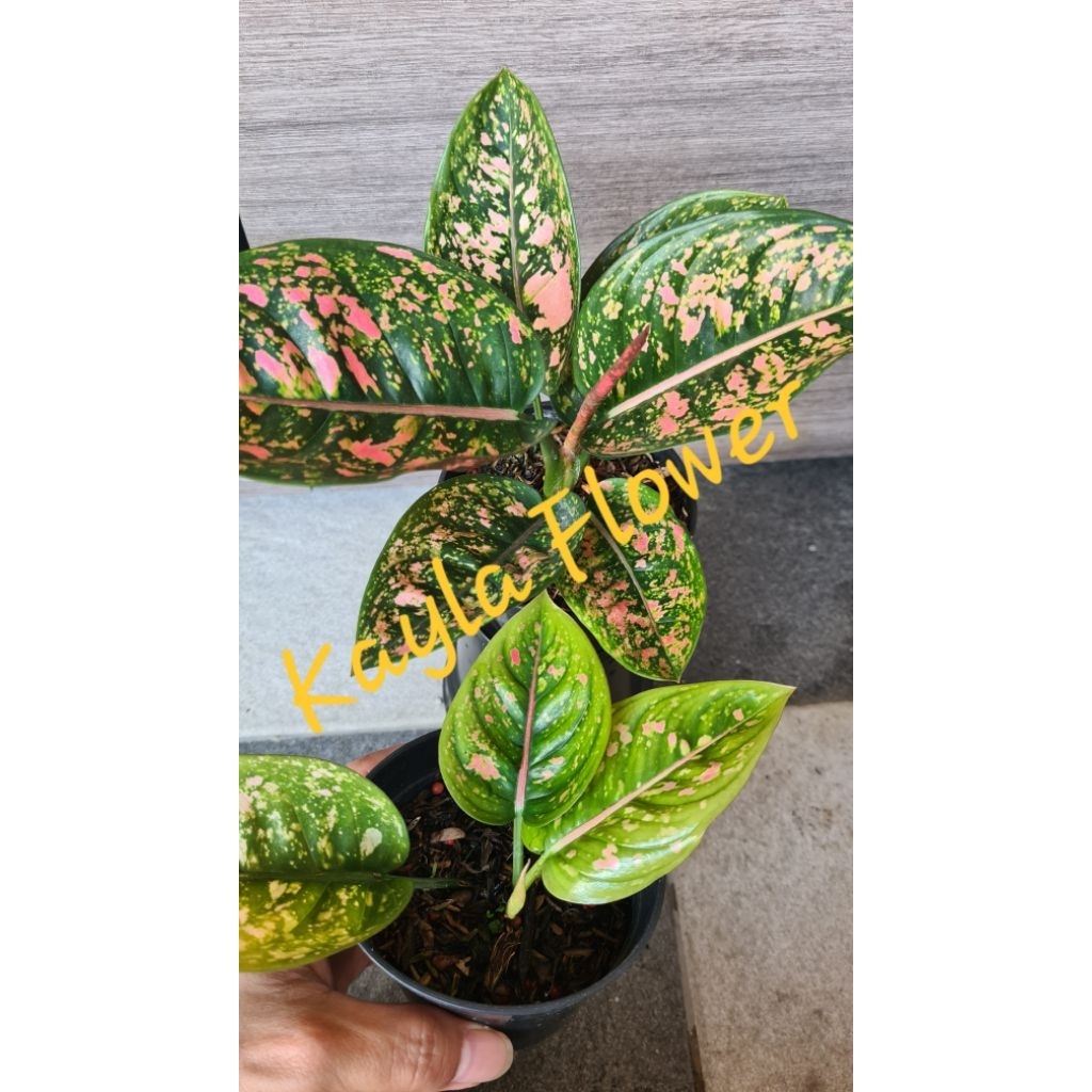Aglaonema Ruby Compacta| Anakan 2/3 Daun| Warranty ID| TANAMAN sehat