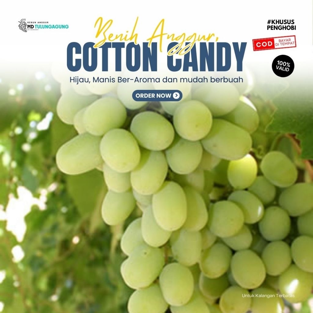 Bibit Anggur Import Cotton Candy