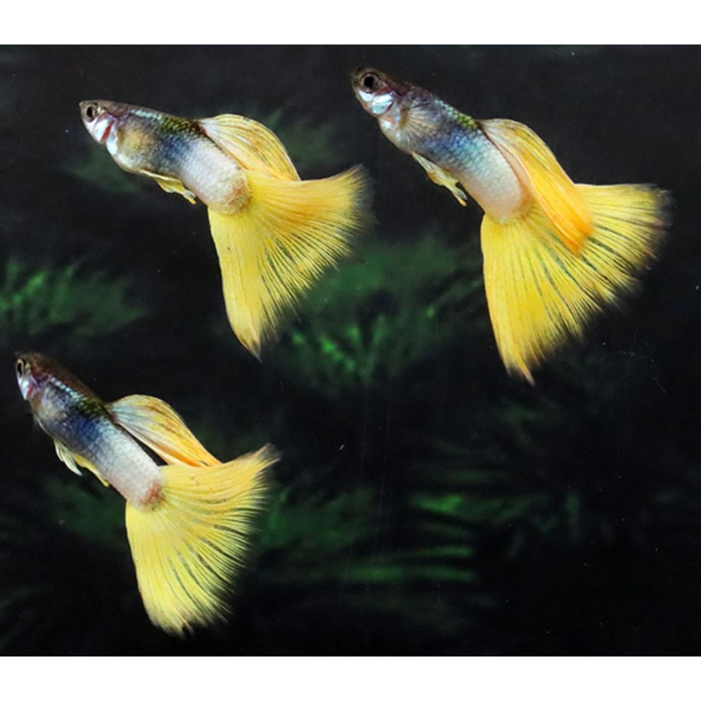 Ornamen Aquarium Guppy-Yellow Pingu