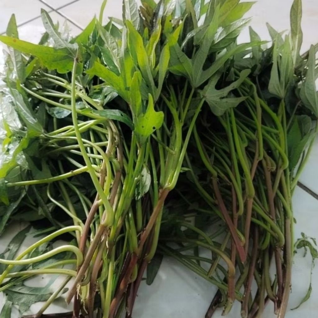 Bibit Ubi Cilembu Asli - Bibit Ubi Cilembu Sumedang Ubi Madu,