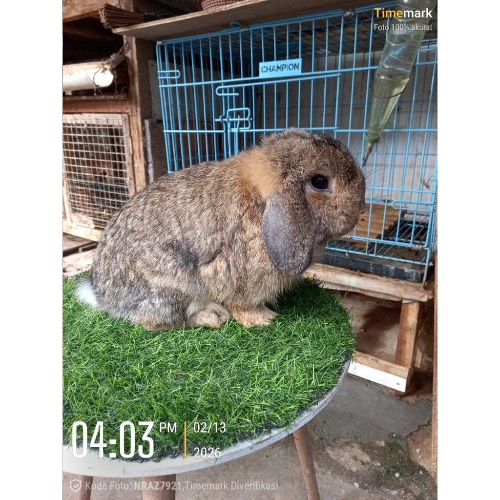 Kelinci hias kuping turun Holland Lop jantan dewasa (1).