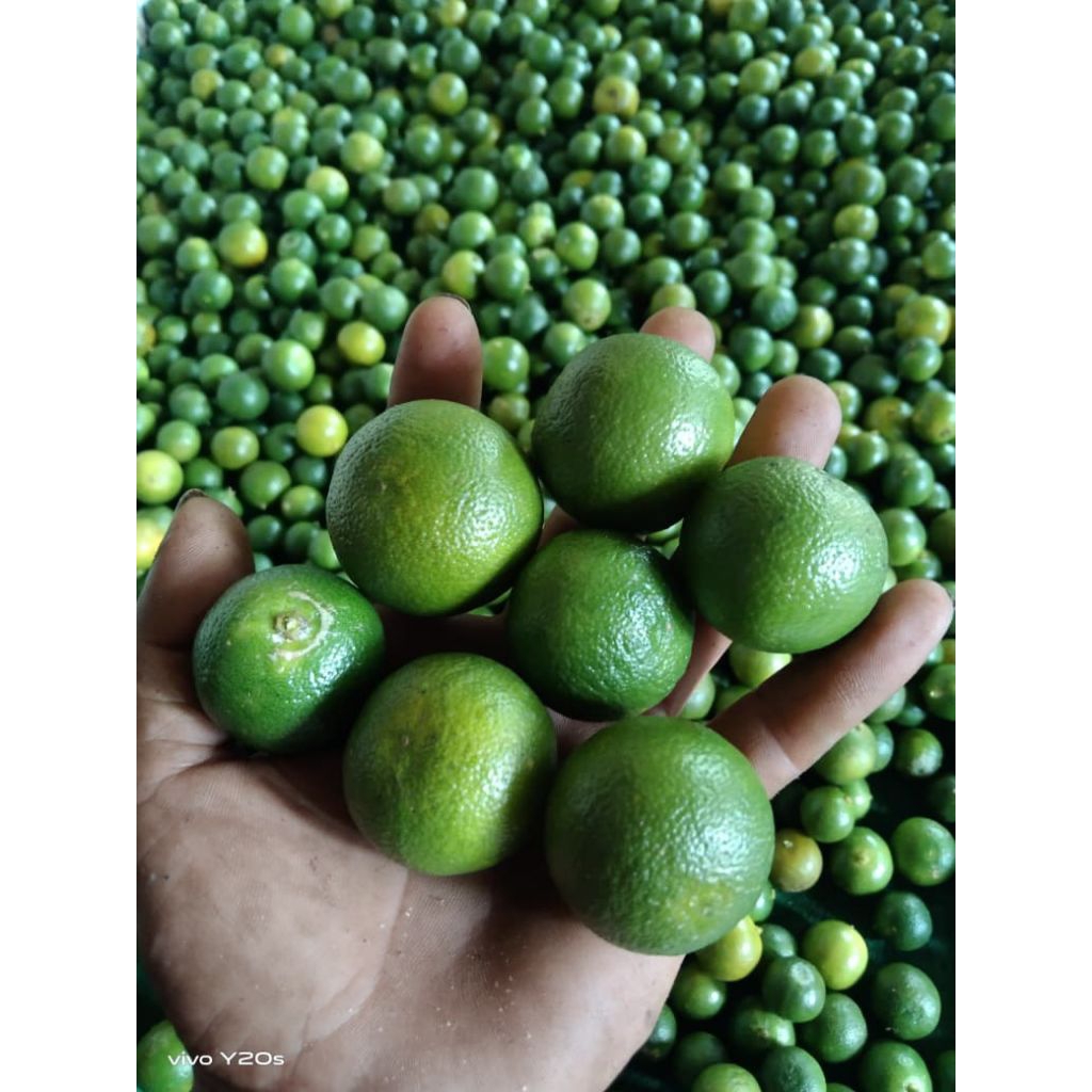 JERUK SONKIT 1KG
