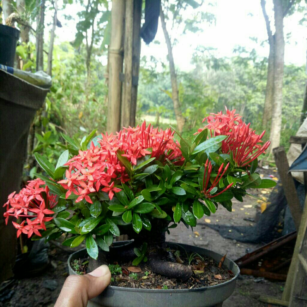bonsai asoka bunga merah