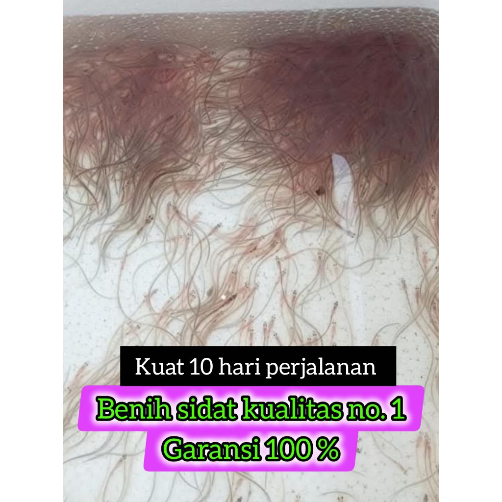 Benih Ikan Sidat 500 ekor (Glass Eels Bicolor)