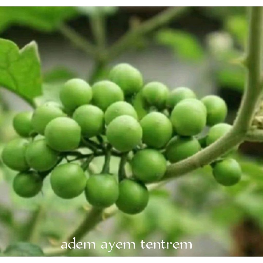 terong pokak 250 gram