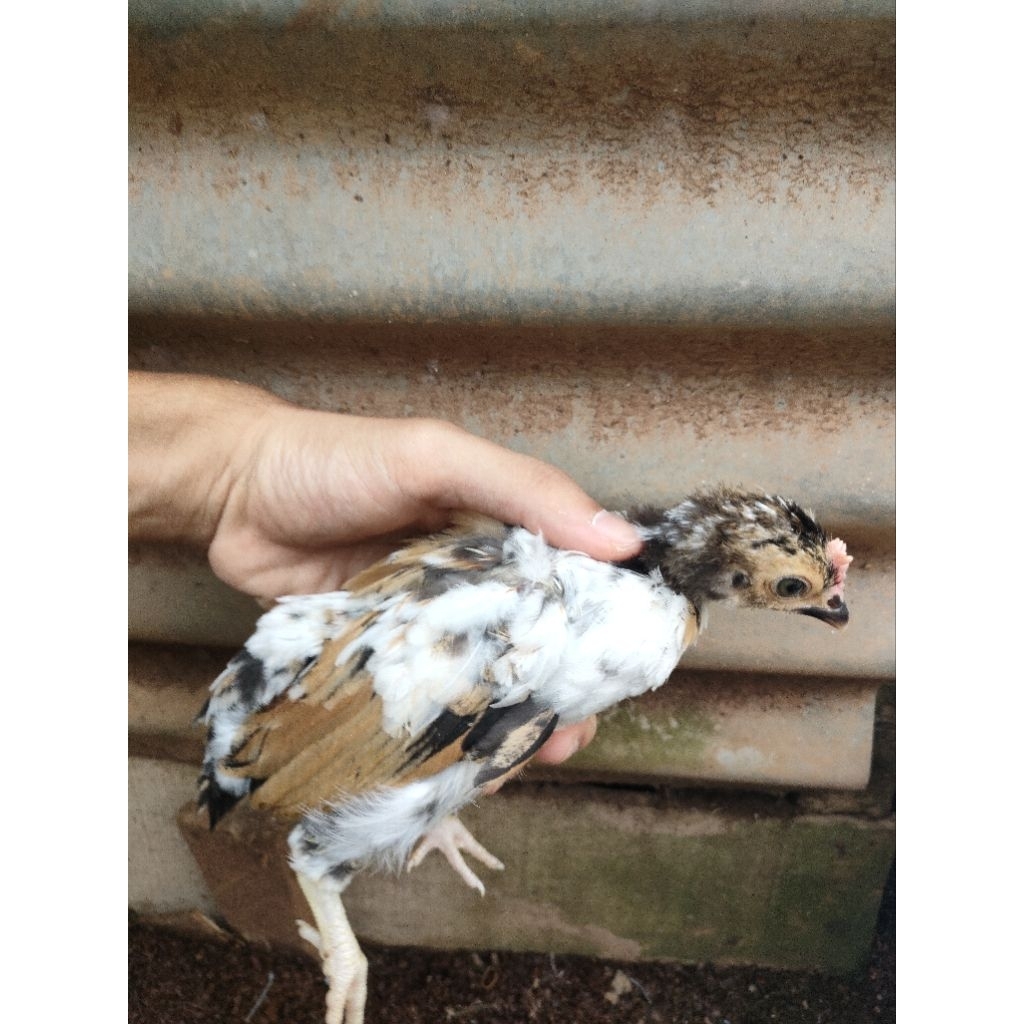 anak ayam hias mini