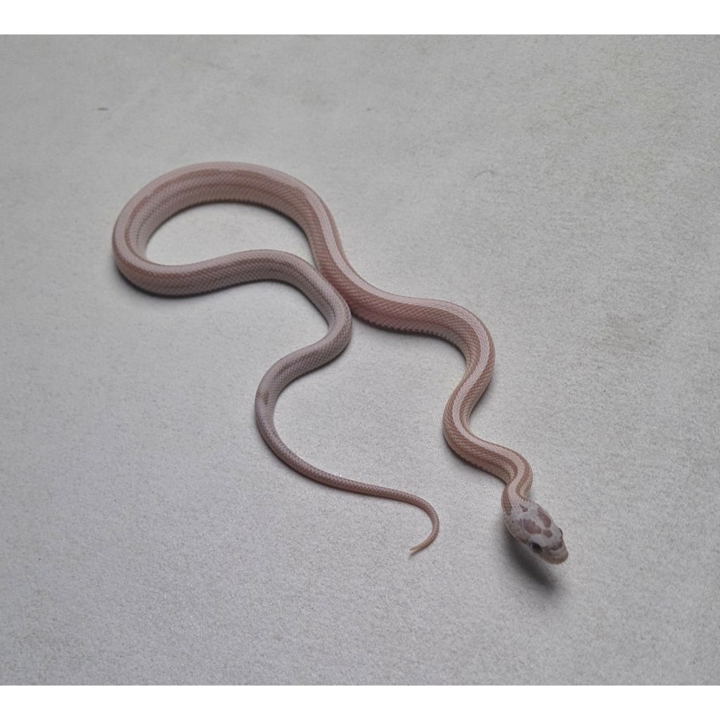 CornSnake Ghost Stripe Rare Morph
