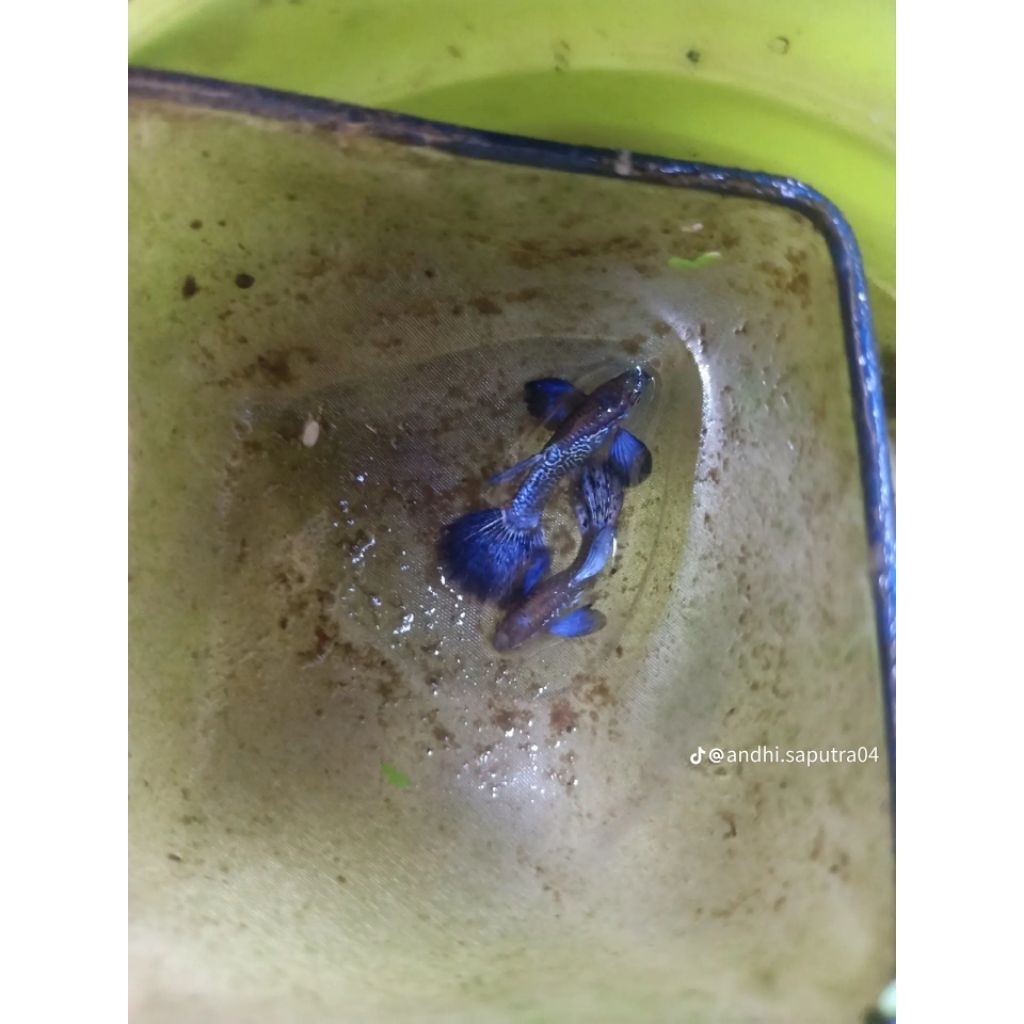 GUPPY PURPLE DRAGON Sepasang 25k