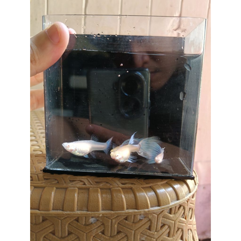 Guppy albino sky blue dan sky blue ribbron