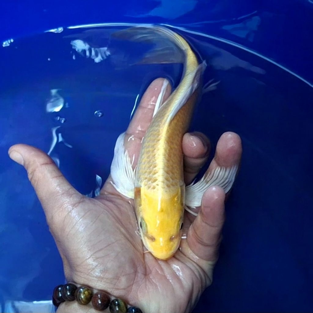 Ikan Koi Blitar Jenis Kumpay Slayer / Rumah Koi Jakarta / kode 007