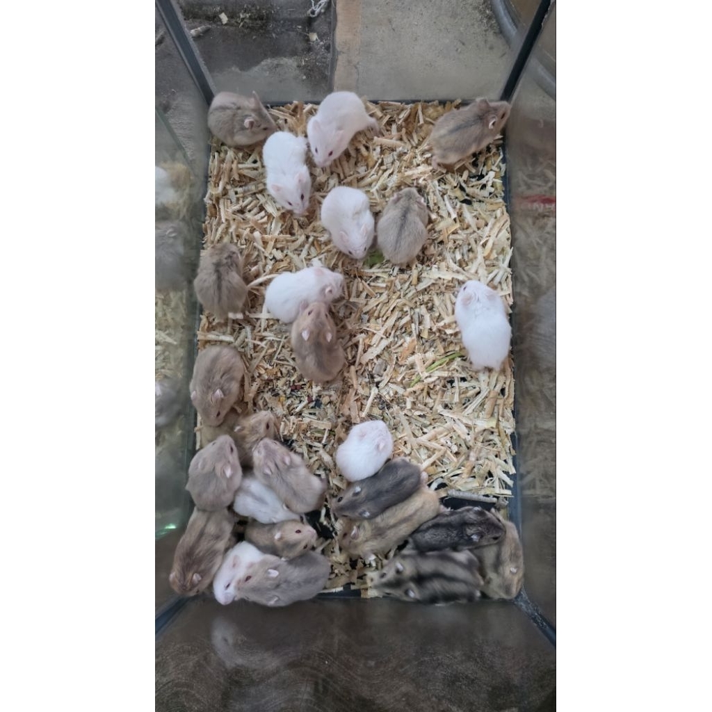 hamster campble  jinak lucu