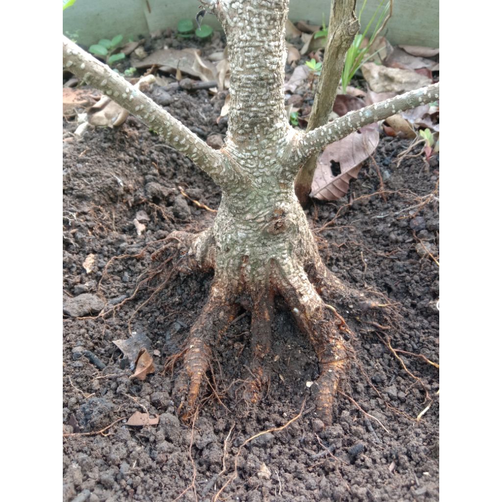 bonggol kimeng prokar pecah batang 8 TB-+30cm