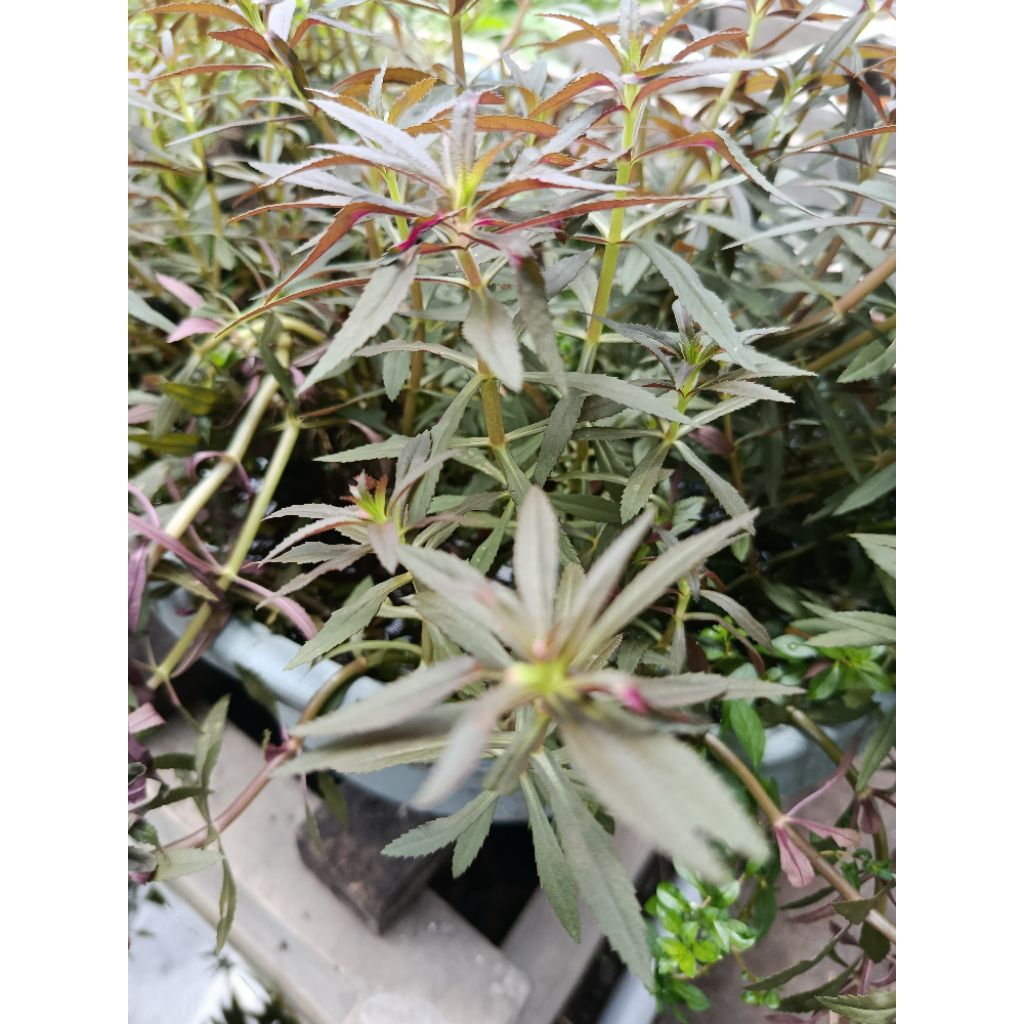 aromatica tanaman aquascape