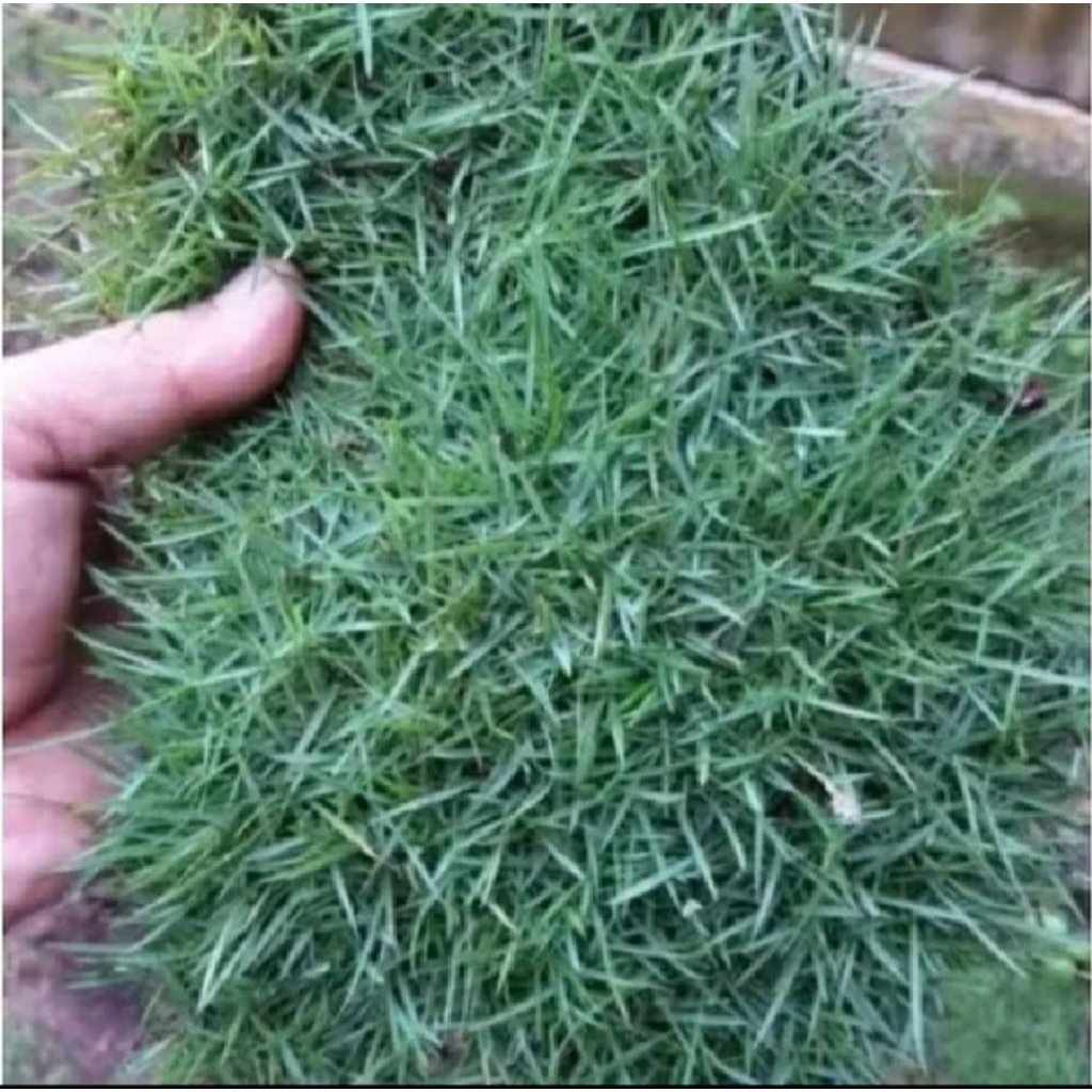 rumput Peking jepang untuk makam 50 lempeng rumput