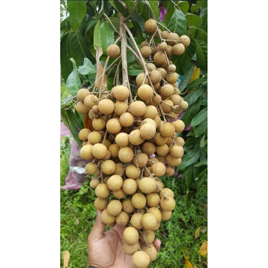 GOSEND Buah kelengkeng 1kg ( BUAH KELENGKENG FRESH 1kg )