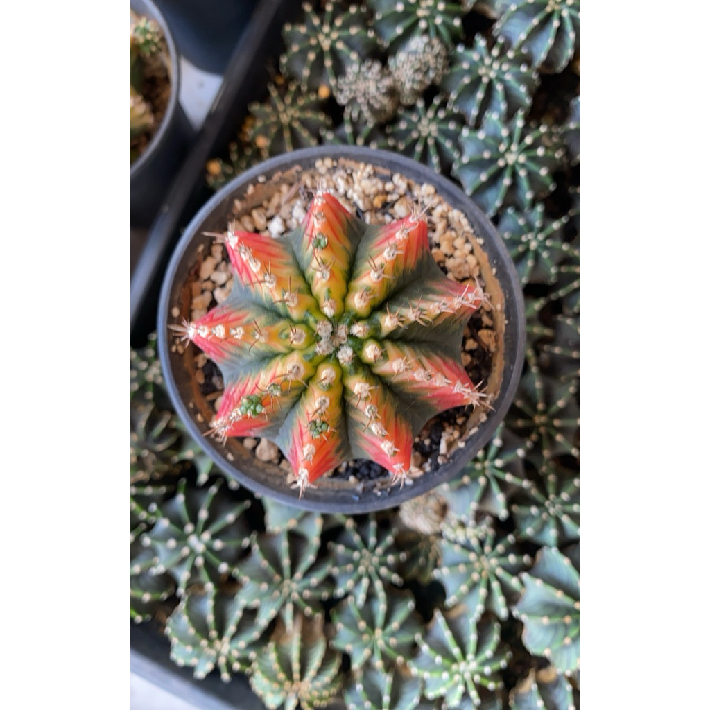 Gymno Multycolor Ownroot (potelan)