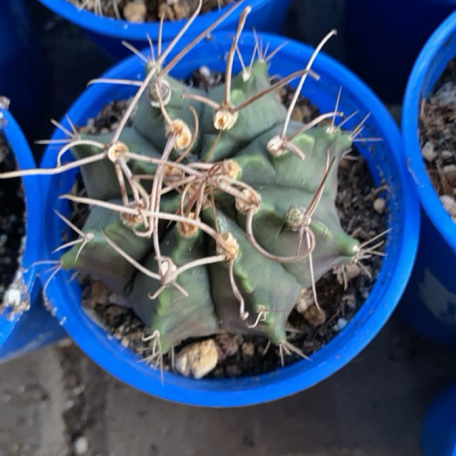 Gymno ijoan seedling (dari biji)