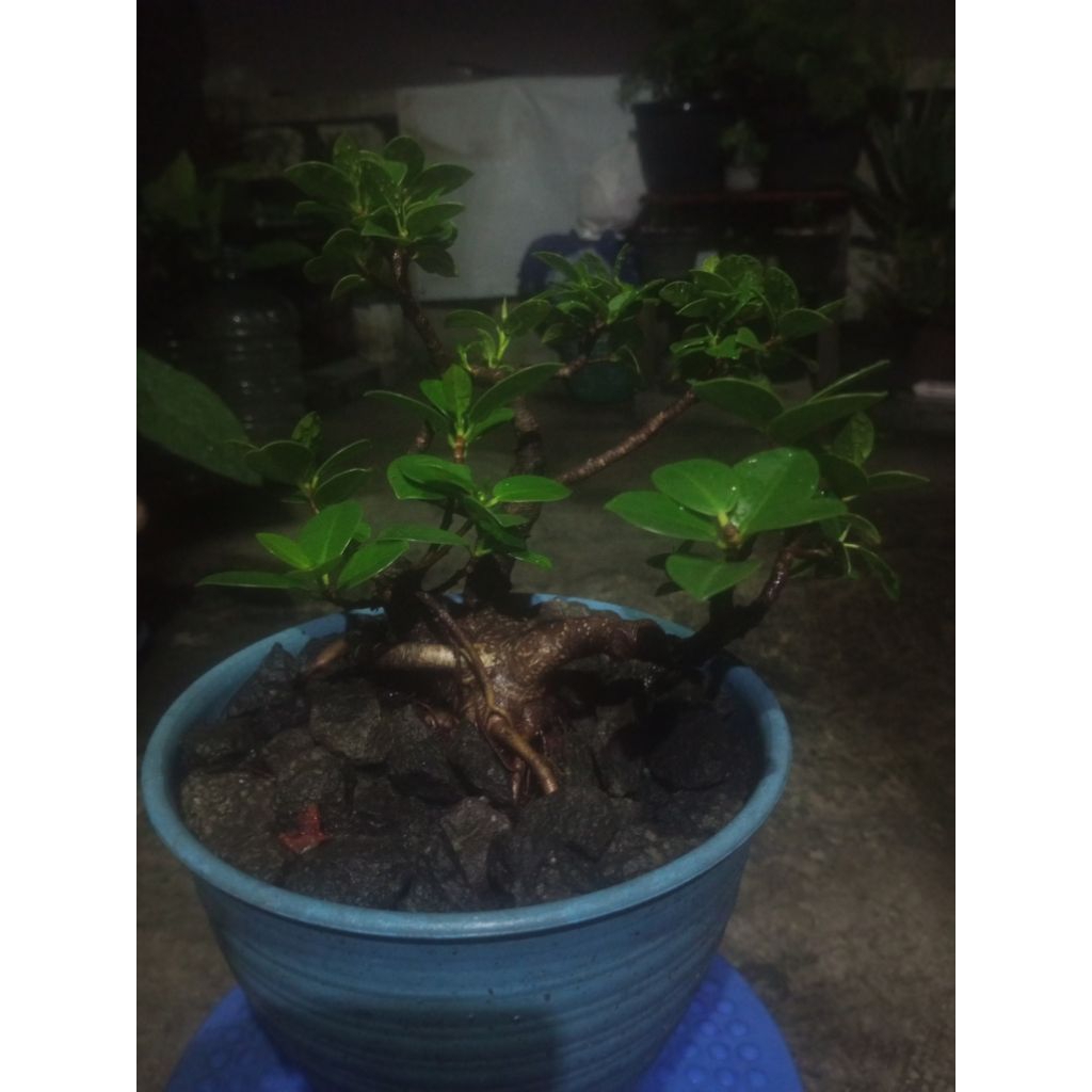 bonsai beringin dolar,sudah numbuh akar