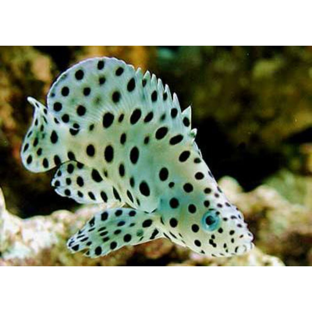 GRACEKELLY/ IKAN HIAS LAUT KERAPU TIKUS 40 CM