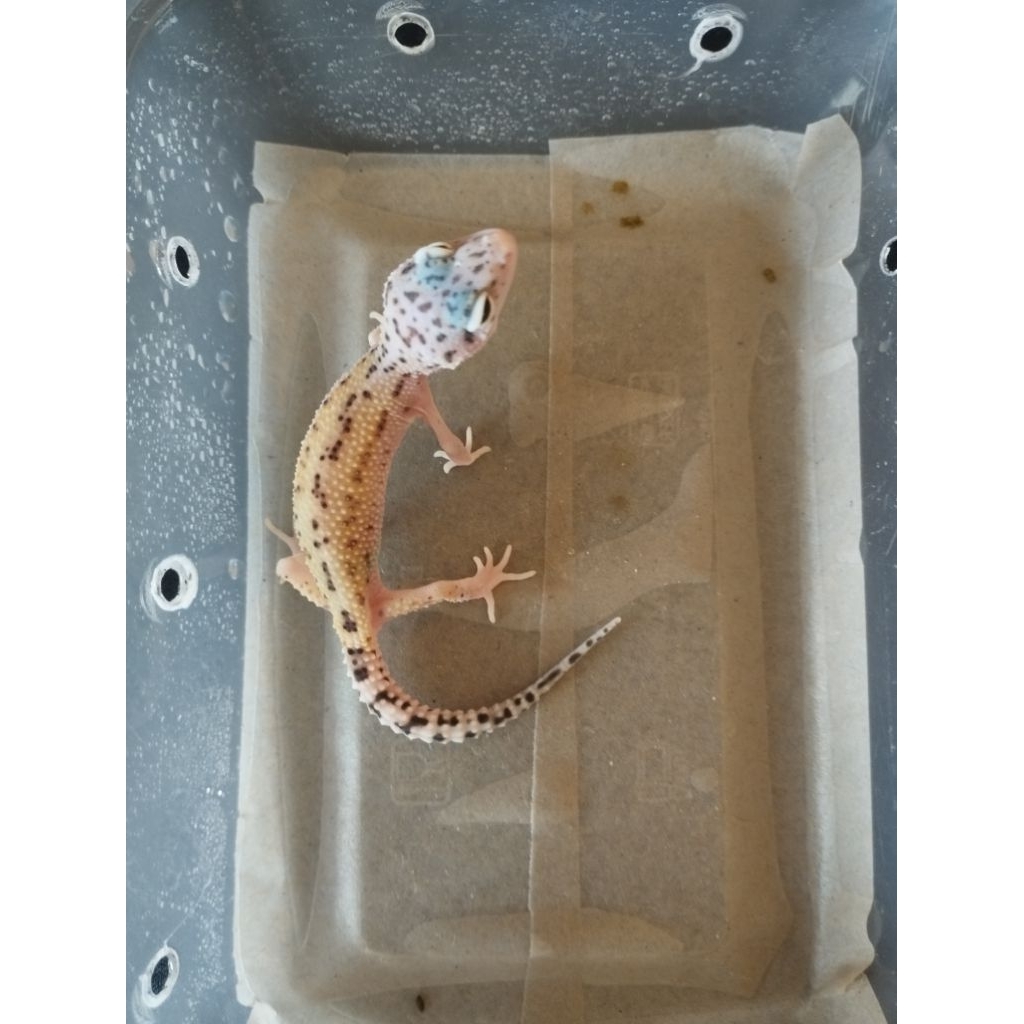 LEOPARD GECKO MAINAN BABY 2BULAN FREE KECOA TURKISH