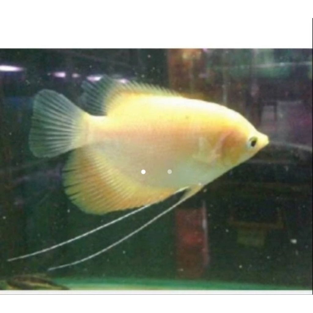 gurame padang uk korek kayu