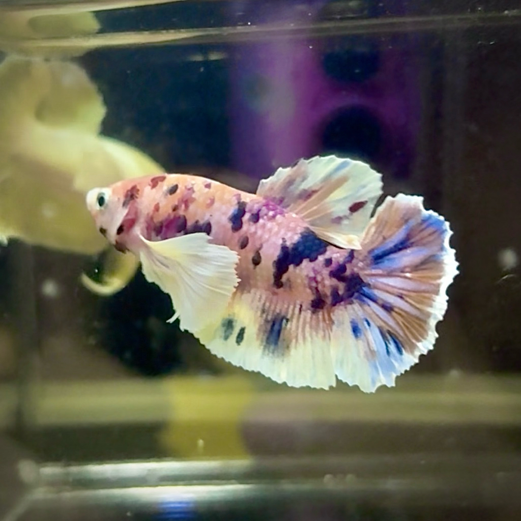 Cupang Pkde Multicolor