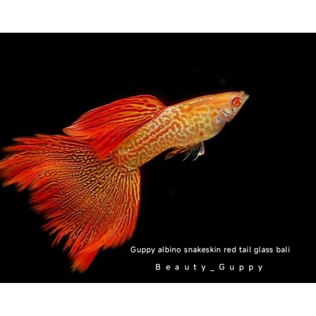 Guppy albino metal snakeskin red tail sepasang