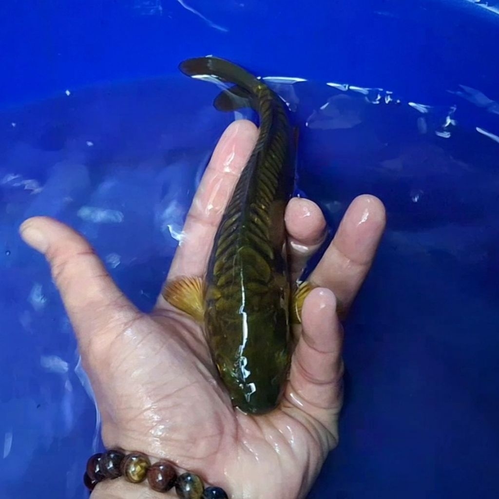 Ikan Koi Jakarta kode Chagoi / Rumah Koi Jakarta / kode 003
